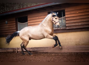 PRE, Stallion, 4 years, 15,3 hh, Dun