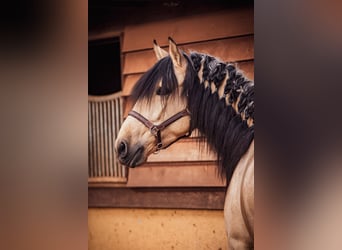 PRE, Stallion, 4 years, 15,3 hh, Dun