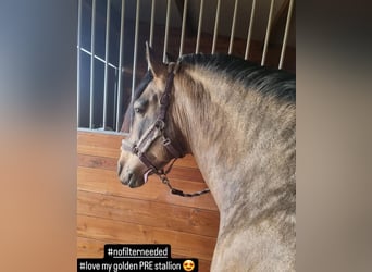 PRE, Stallion, 14 years, 15,3 hh, Dun