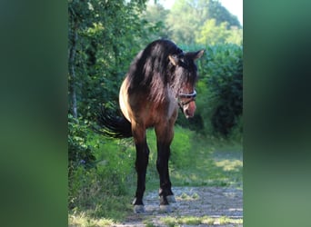 PRE, Stallion, 13 years, 15,3 hh, Dun