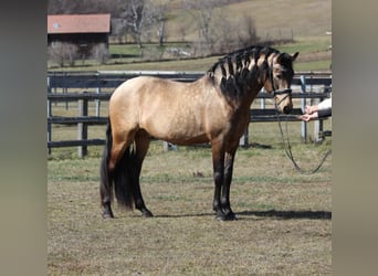 PRE, Stallion, 13 years, 15,3 hh, Dun