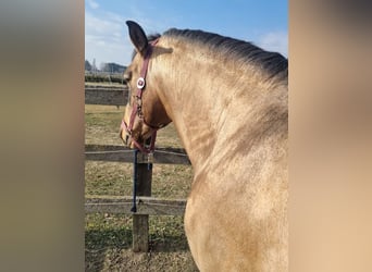 PRE, Stallion, 13 years, 15,3 hh, Dun