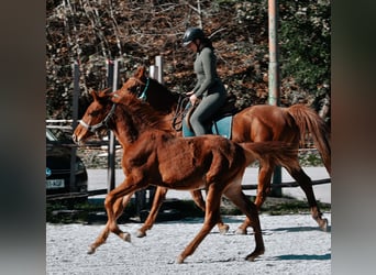 PRE Mix, Stallion, Foal (05/2024), 12 hh, Sorrel