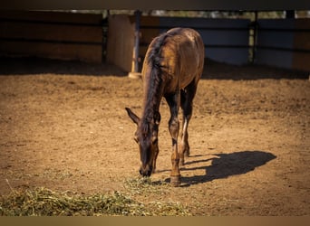 PRE, Stallion, Foal (07/2025), 12,2 hh, Black