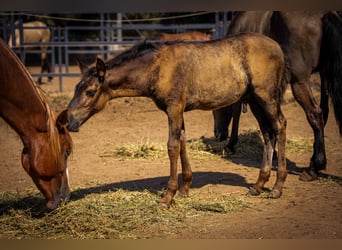PRE, Stallion, Foal (03/2025), 12,2 hh, Black