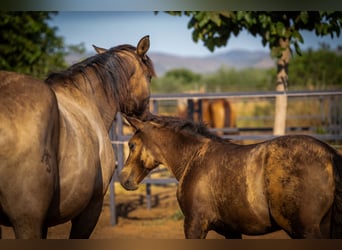 PRE, Stallion, Foal (03/2025), 12,2 hh, Black