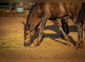 PRE, Stallion, Foal (03/2025), 12,2 hh, Black