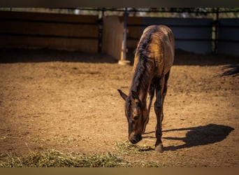 PRE, Stallion, Foal (03/2025), 12,2 hh, Black