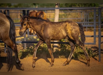 PRE, Stallion, Foal (03/2025), 12,2 hh, Black