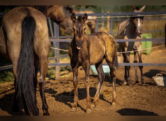 PRE, Stallion, Foal (03/2025), 12,2 hh, Black
