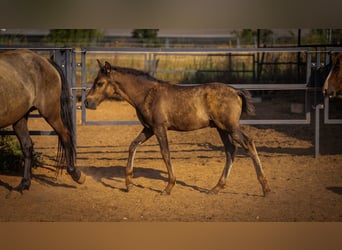 PRE, Stallion, Foal (03/2025), 12,2 hh, Black