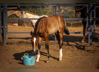PRE Mix, Stallion, Foal (04/2025), 12,2 hh, Rabicano