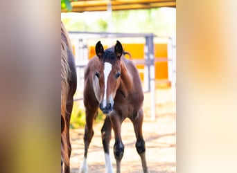 PRE Mix, Stallion, Foal (04/2025), 12,2 hh, Rabicano