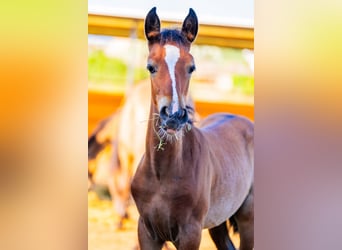 PRE Mix, Stallion, Foal (04/2025), 12,2 hh, Rabicano