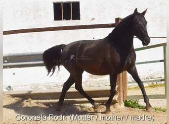 PRE, Stallion, , 13,2 hh, Brown