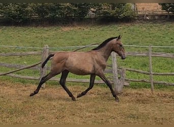PRE, Stallion, Foal (02/2025), 14,1 hh, Grey