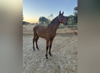PRE, Stallion, , 14,2 hh, Bay