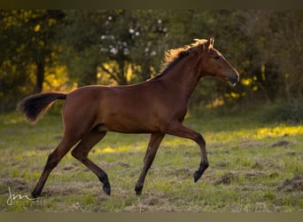 PRE, Stallion, Foal (04/2023), 15.1 hh, Gray