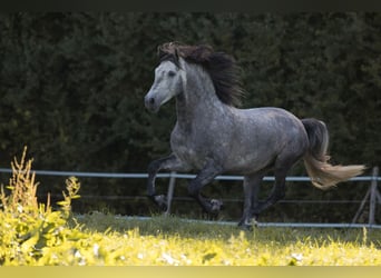 PRE, Stallion, Foal (04/2023), 15.1 hh, Gray