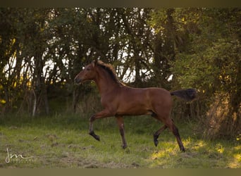 PRE, Stallion, Foal (04/2023), 15.1 hh, Gray