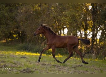PRE, Stallion, Foal (04/2023), 15.1 hh, Gray