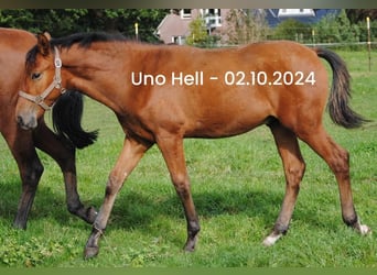 PRE Mix, Stallion, Foal (04/2024), 15,2 hh, Brown