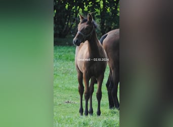 PRE Mix, Stallion, Foal (04/2024), 15,2 hh, Brown