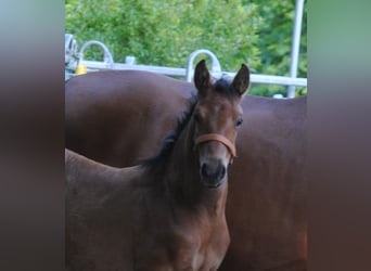 PRE Mix, Stallion, Foal (04/2024), 15,2 hh, Brown