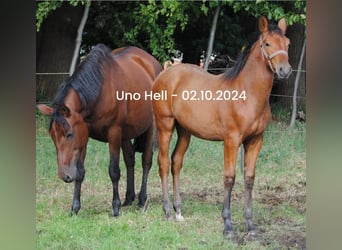 PRE Mix, Stallion, Foal (04/2024), 15,2 hh, Brown