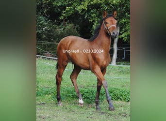 PRE Mix, Stallion, Foal (04/2024), 15,2 hh, Brown