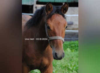 PRE Mix, Stallion, Foal (04/2024), 15,2 hh, Brown