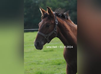 PRE Mix, Stallion, Foal (04/2024), 15,2 hh, Brown