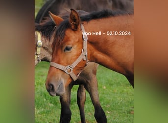 PRE Mix, Stallion, Foal (04/2024), 15,2 hh, Brown