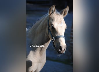 PRE, Stallion, Foal (01/2026), 15.2 hh, Buckskin