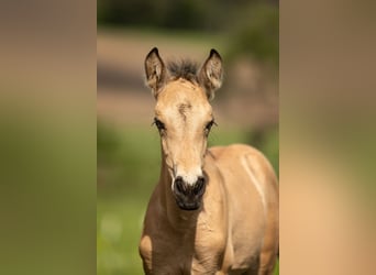 PRE, Stallion, Foal (04/2026), 15.2 hh, Buckskin