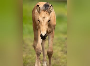 PRE, Stallion, Foal (04/2026), 15.2 hh, Buckskin