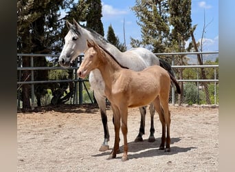 PRE, Stallion, Foal (01/2024), 15,2 hh, Champagne