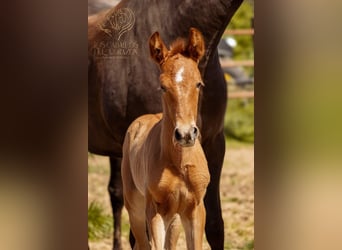 PRE, Stallion, Foal (04/2024), 15.2 hh, Chestnut-Red
