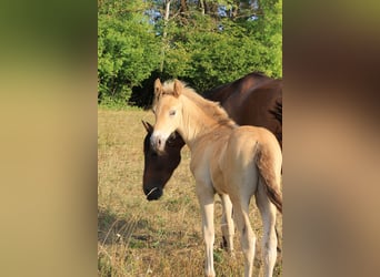 PRE, Stallion, Foal (06/2026), 15.2 hh, Pearl