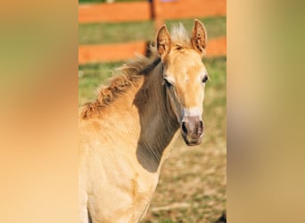 PRE, Stallion, Foal (06/2026), 15.2 hh, Pearl
