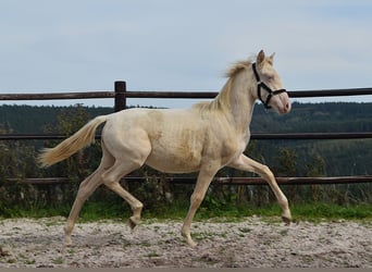 PRE, Stallion, Foal (01/2026), 15.2 hh, Perlino