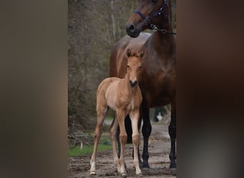 PRE, Stallion, Foal (03/2026), 15.3 hh, Buckskin