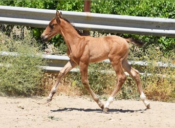 PRE, Stallion, Foal (05/2026), 15.3 hh