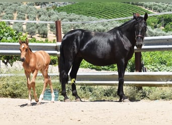 PRE, Stallion, Foal (05/2026), 15.3 hh