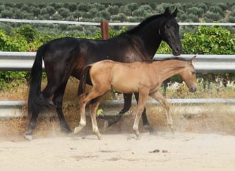 PRE, Stallion, Foal (05/2026), 15.3 hh