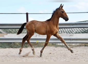 PRE, Stallion, Foal (05/2026), 15.3 hh