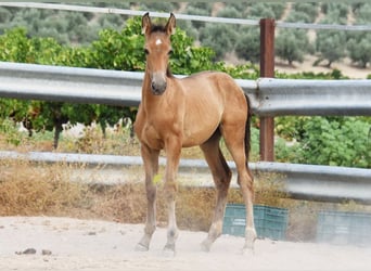 PRE, Stallion, Foal (05/2026), 15.3 hh
