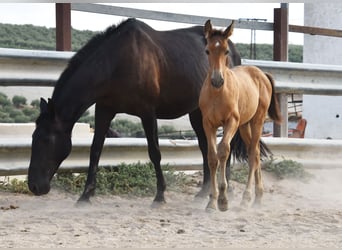 PRE, Stallion, Foal (05/2026), 15.3 hh