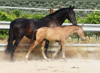 PRE, Stallion, Foal (05/2026), 15.3 hh