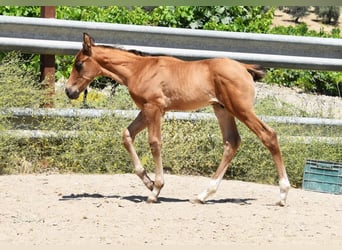 PRE, Stallion, Foal (05/2026), 15.3 hh
